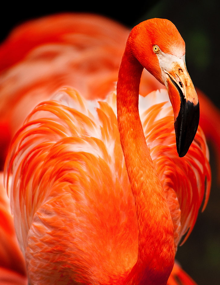 HD wallpaper: orange flamingo, bird, color, feathers, animal themes, animal  wildlife | Wallpaper Flare
