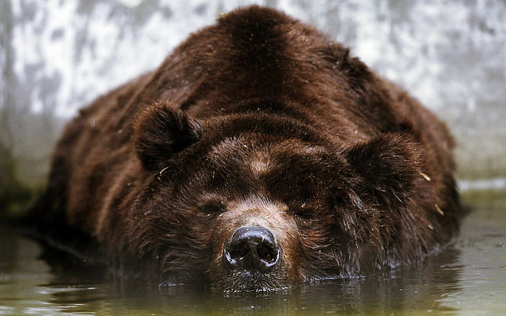 animals, bears, in water, sleeping, HD wallpaper