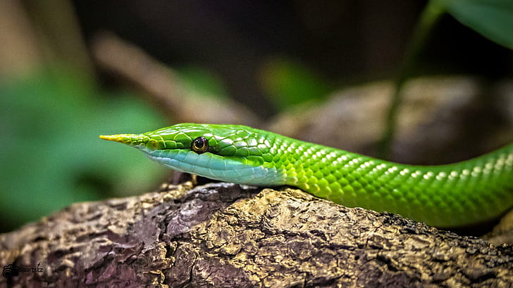 green snake during daytime, Rhynchophis boulengeri, nose, Rhynchophis  boulengeri, HD wallpaper