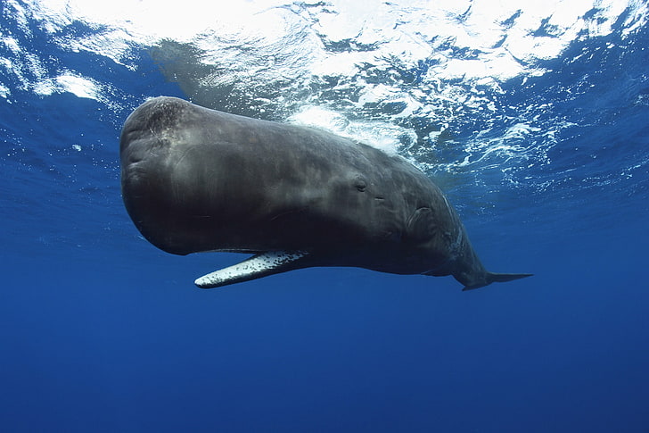 blue whale, animals, underwater, Sperm Whale, animal wildlife