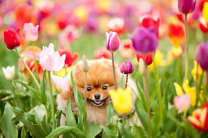 orange Pomeranian puppy, field, flowers, dog, canine, flowering plant, HD wallpaper