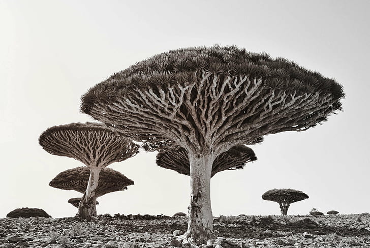 grayscale photo of trees, socotra, socotra, Yemen, Socotra  Island