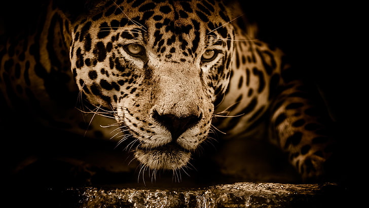 jaguar, face, wildlife, eyes, amazing, dark, wild animal, predator, HD wallpaper