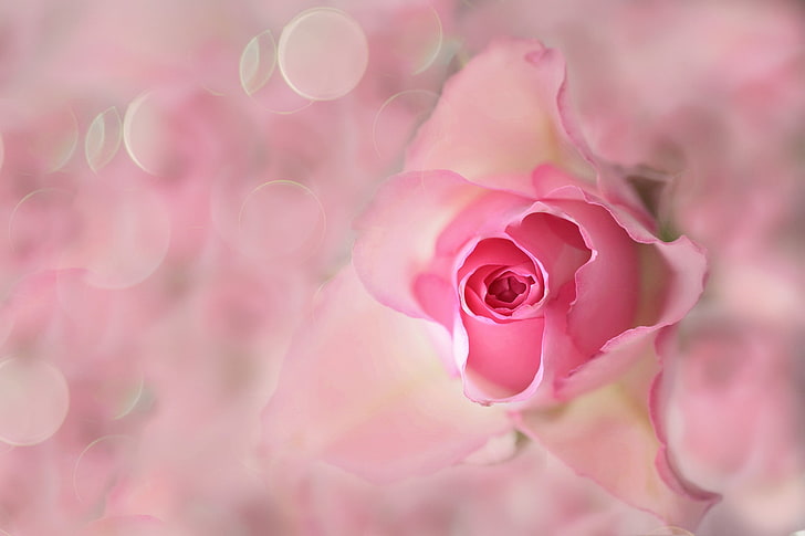 pink rose, flower, petals, Bud, Blik, flowering plant, beauty in nature, HD wallpaper