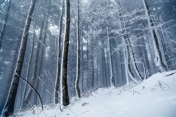 Winter, forest, snow, HD wallpaper