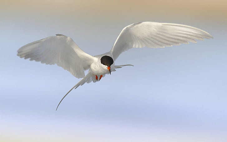 arctic, arctic tern, bird