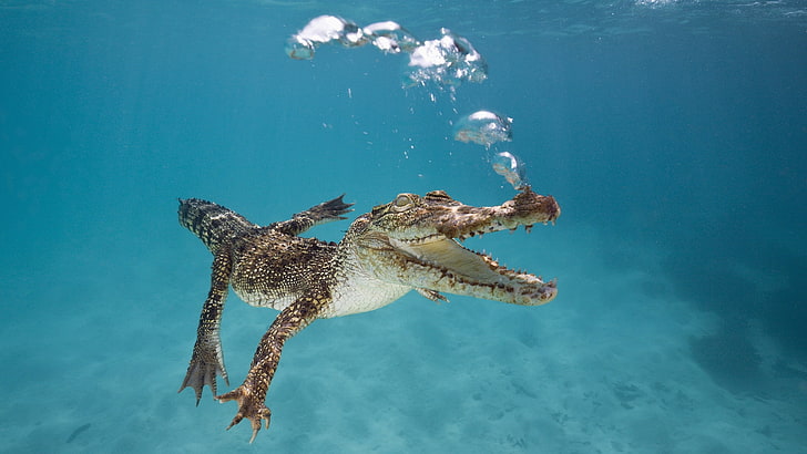 brown crocodile, calf, swim, underwater, bubbles, breath, animal
