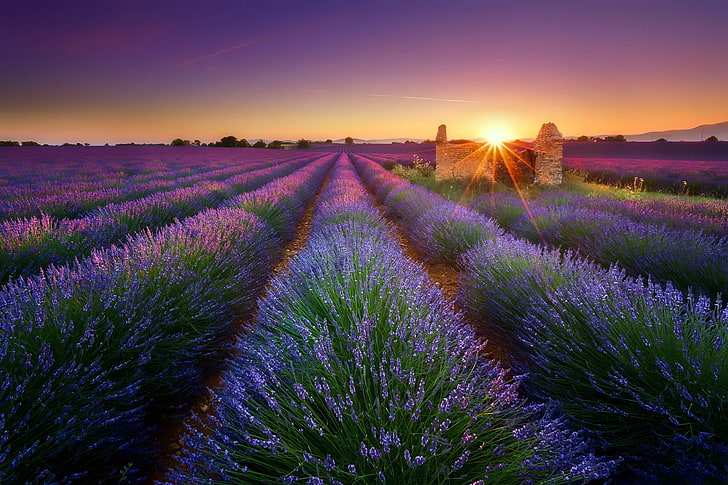 purple, landscape, plants, Sun, field, sky, flower, beauty in nature