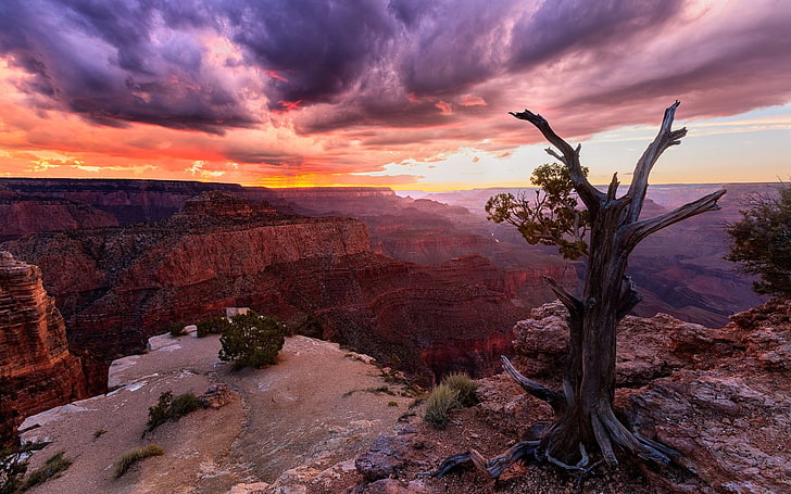 nature, landscape, sunset, canyon, clouds, trees, Grand Canyon, HD wallpaper