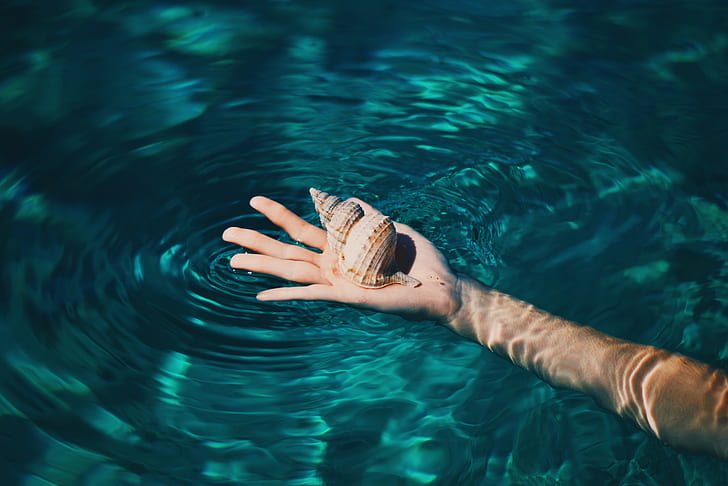 photography, water, hands, fingers, seashell