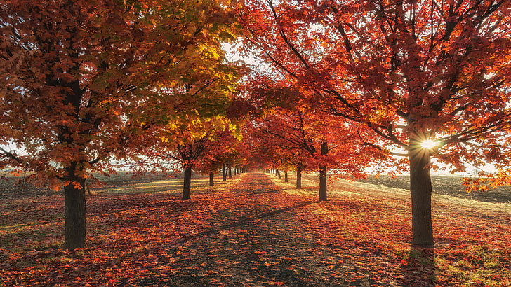 red leaves, tree lane, autumn, autumn landscape, autumn colors, HD wallpaper