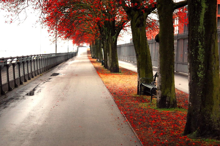 trees, bench, red leaves, fall, path, urban, plant, autumn, HD wallpaper