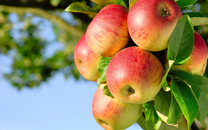Apples On The Branch, red apple fruits, Nature, Food, branches, HD wallpaper