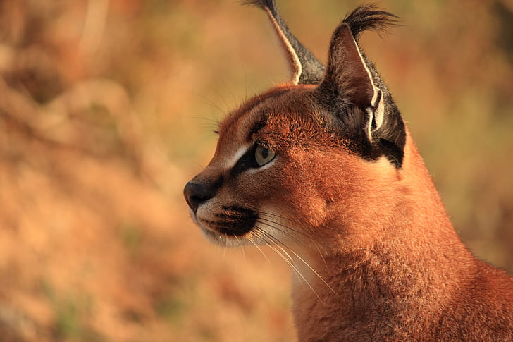 face, predator, ears, brush, Caracal, steppe lynx