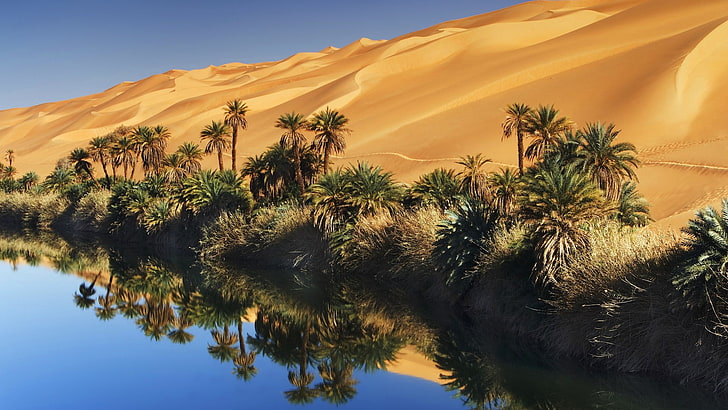 palm trees, oasis, Sand Dunes, reflection, sky, plant, scenics - nature