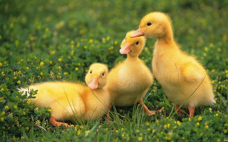 Birds, Duck, Cute, Duckling
