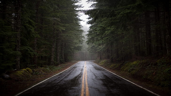 road, fog, nature, trees, HD wallpaper