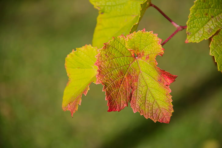 green and red leaf close-up photo, Autumn leaves, leaves  green, HD wallpaper