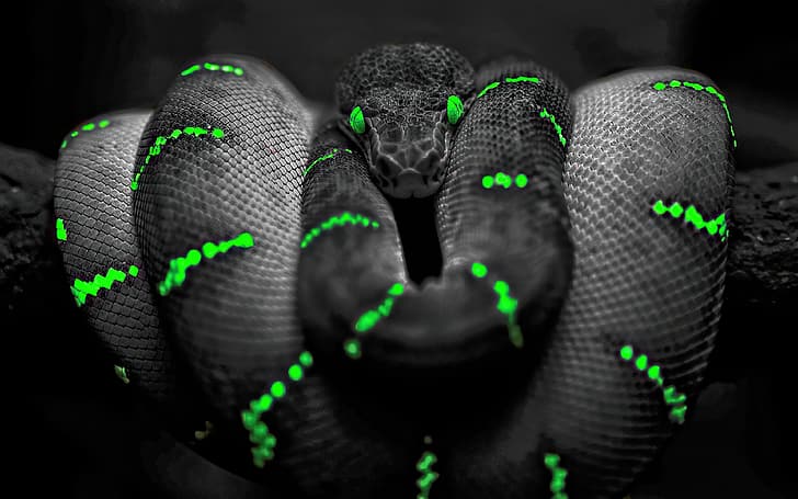 snake, reptile, branch, green eyes, selective coloring, digital, HD wallpaper