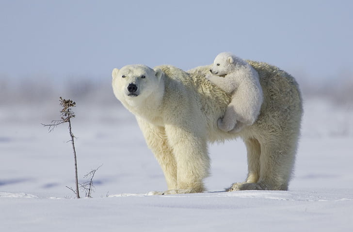 Bears, Polar Bear, Animal, Baby Animal, Cub, Cute, Love, Snow