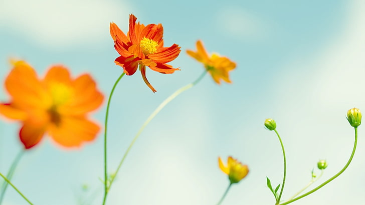 flowers, yellow, orange, sky, green, Cosmos (flower), orange flowers