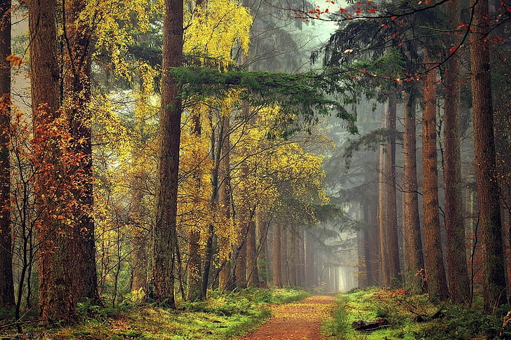 nature pathway, green leafed forest trees, mist, fall, grass