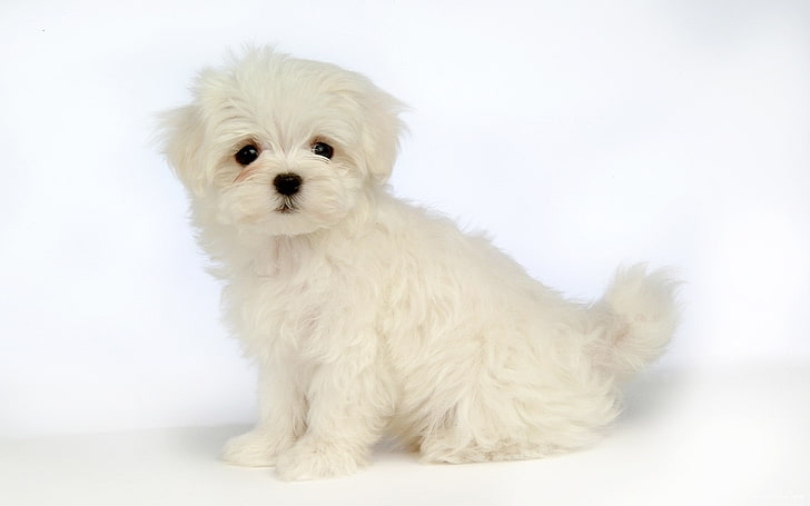 animal, cute, dog, maltese, white, HD wallpaper