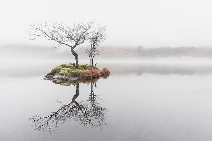 bare tree, nature, water, mist, trees, reflection, tranquility