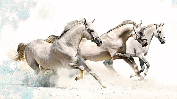 White Horses, wild, animal, animals, HD wallpaper