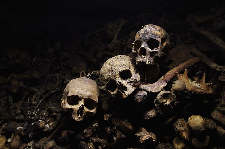 three gray skulls, human skeleton, human skull, human bone, spooky, HD wallpaper