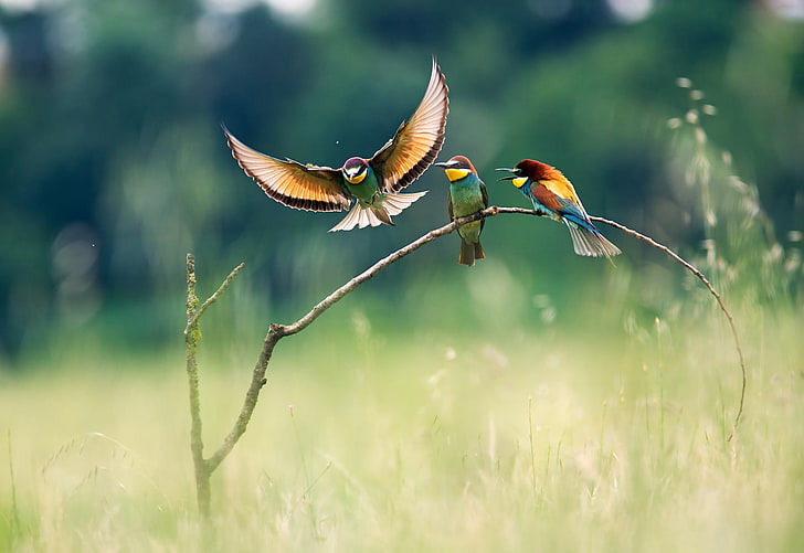 shallow focus photography of three multicolored birds, landscape, HD wallpaper