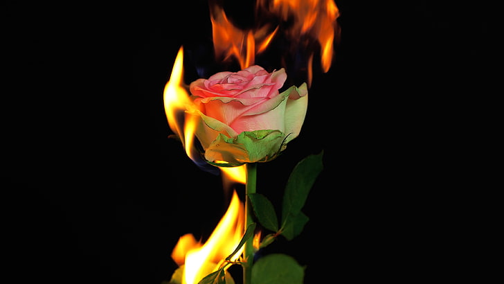 flowers, fire, rose, flowering plant, flame, burning, petal, HD wallpaper