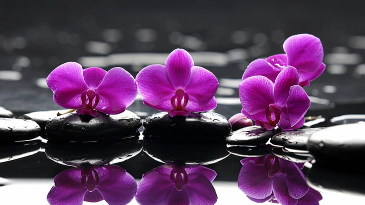 purple orchids, flower, bright, rocks, water, nature, freshness
