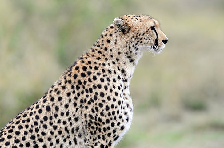 HD wallpaper: cheetah, profile view, sitting, predator, big cats, Animal |  Wallpaper Flare