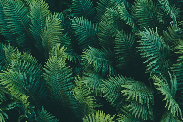 green leaves, macro, branches, nature, fern, green background