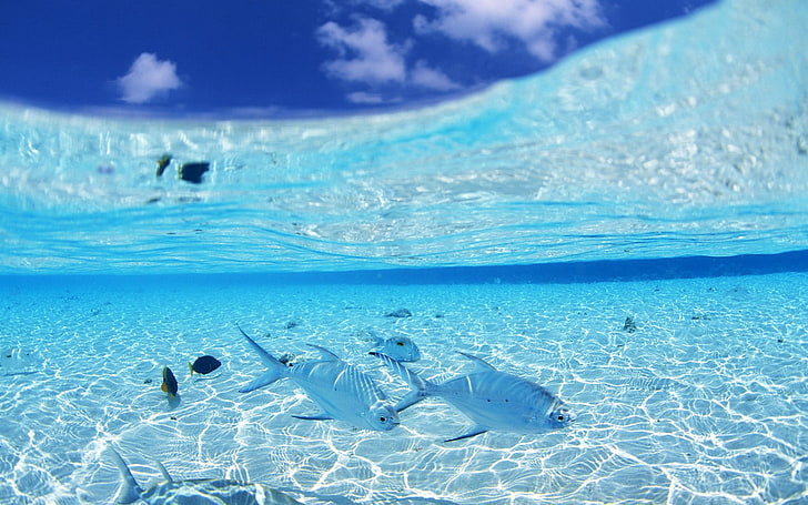 white and blue above ground pool, fish, animals, nature, sea