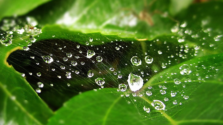 nature, green, water drops, leaves, detailed, macro, spiderwebs, HD wallpaper