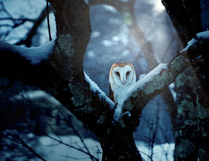 Birds, Barn Owl, Wildlife, Winter, HD wallpaper