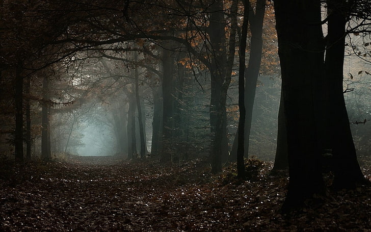 brown leafed trees, nature, landscape, mist, fall, forest, morning