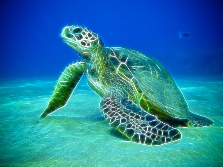 HD wallpaper: water ocean sea animals fractalius turtles sea turtles  1080x810 Nature Oceans HD Art | Wallpaper Flare