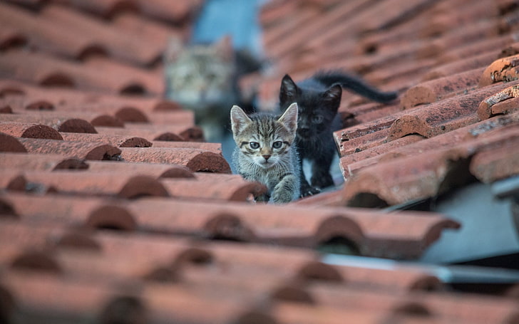 blue and white floral textile, cat, animals, rooftops, kittens