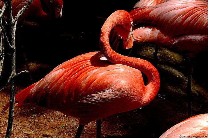 wildlife photography of group of flamingos, flamingo, ft worth, HD wallpaper