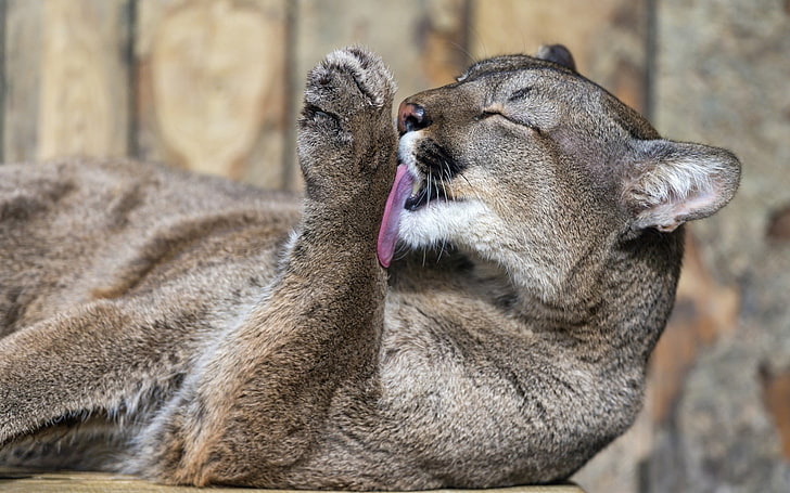 Hd Wallpaper Gray Puma Cougar Down Licking Their Lips Animal Images, Photos, Reviews