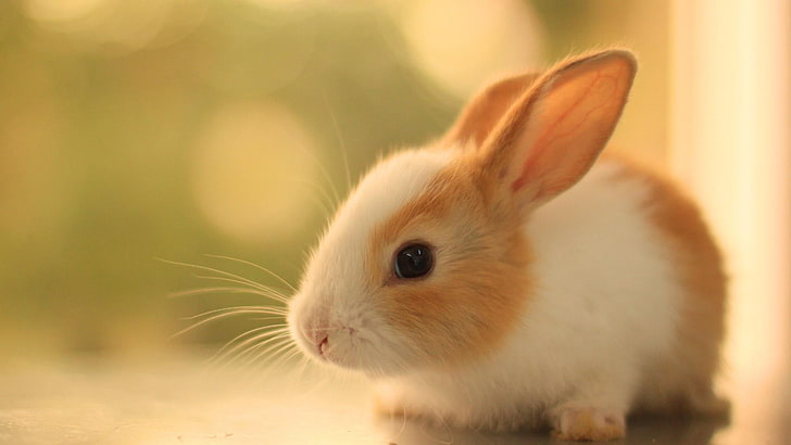 bunny, rabbit, cute, ears, whiskers, mammal, one animal, animal themes, HD wallpaper