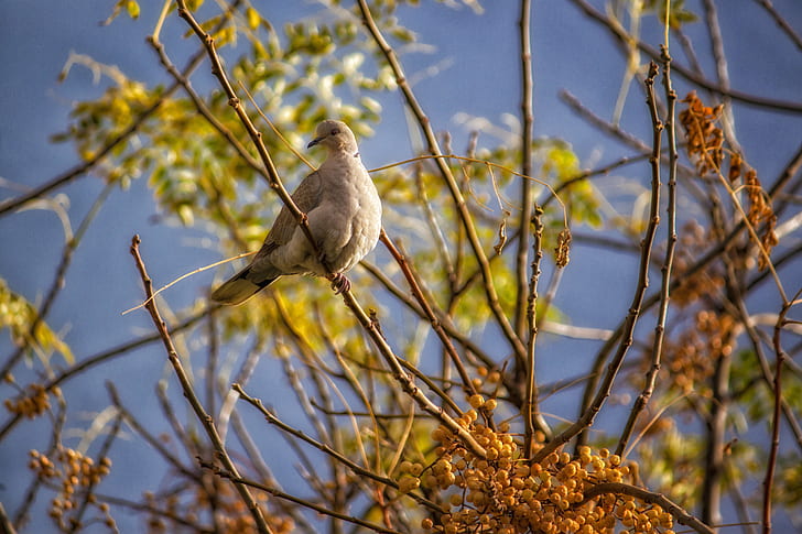 macro shot of gray bird, Looking up, tree, branches, pigeon, sky