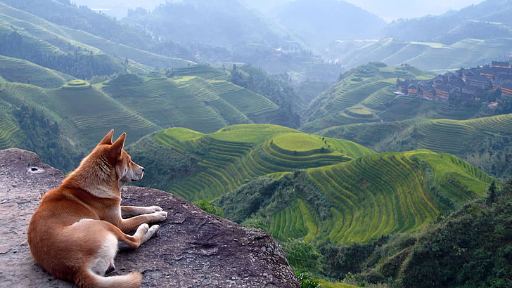 brown dog, nature, landscape, terraces, Shiba Inu, animals, field, HD wallpaper