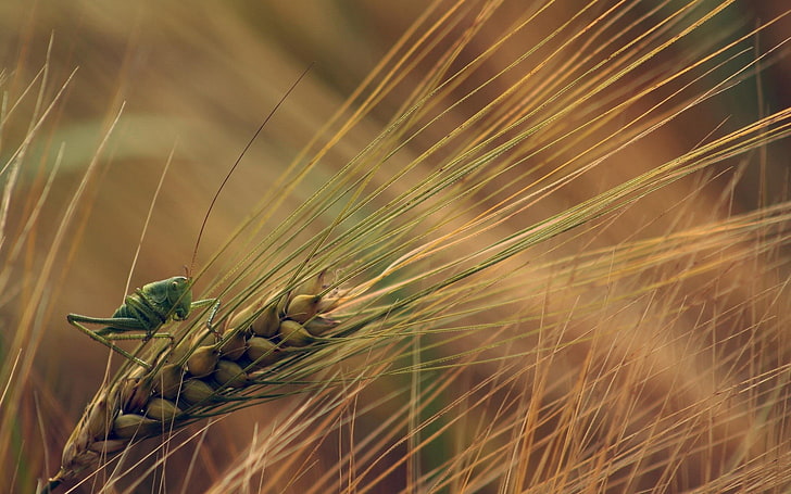nature, wheat, plants, insect, grasshopper, macro, spikelets, HD wallpaper