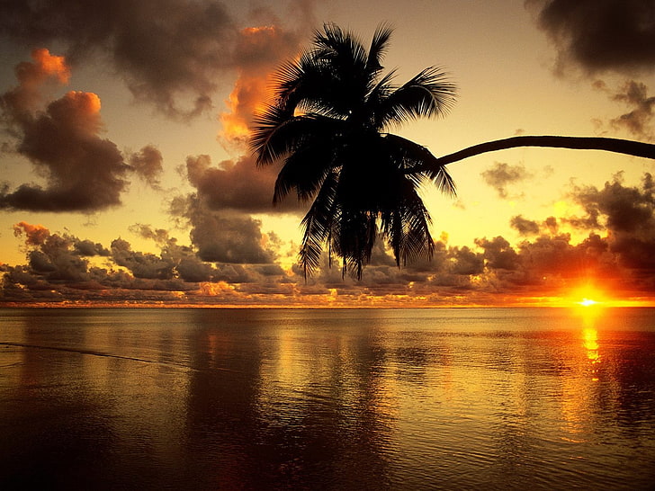 sunset, nature, palm trees, sunlight, sky, sea, clouds, water, HD wallpaper