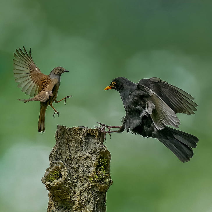 brown and black birds, Unfair, birds  birds, action, fighting birds, HD wallpaper