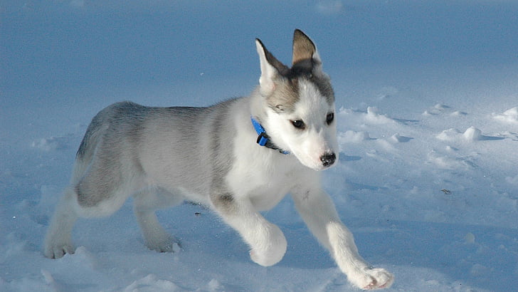 dog, eskimo dog, animals, canine, domestic animal, sled dog, HD wallpaper